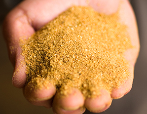 Hand full of distillers grains