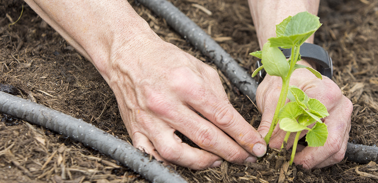 yd7610 volunteer's hands planting tree