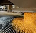 Unloading corn at yd7610 Albert City Ethanol Plant